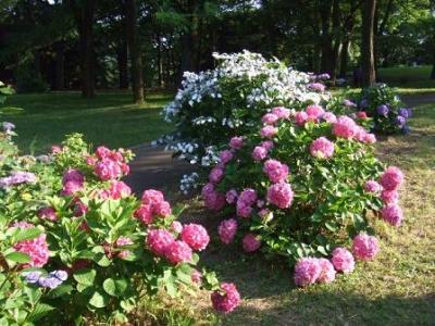 代々木公園のあじさい