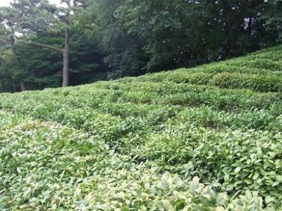 お茶